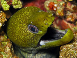 Undulated moray taken on a night dive with a Canon G9 and... by James Dawson 